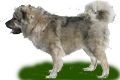 кавказские овчарки